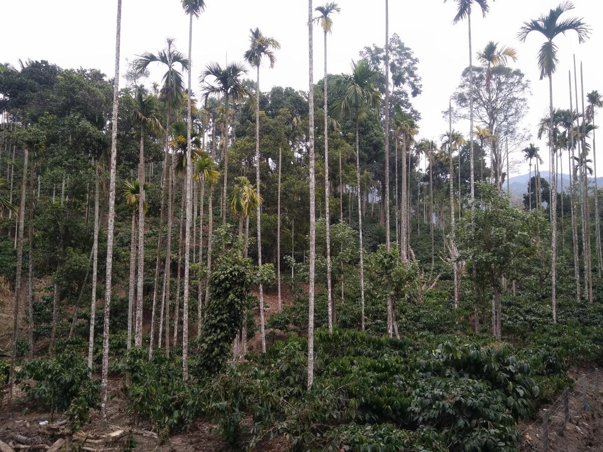 Wayanad Royal Stream Bed and Breakfast Kalpatta Buitenkant foto